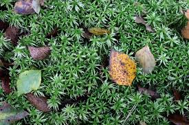 Attēlu rezultāti vaicājumam “Sphagnum girgensohnii”