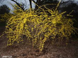 Attēlu rezultāti vaicājumam “Forsythia suspensa flower”