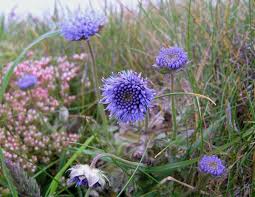 Attēlu rezultāti vaicājumam “Jasione montana leaf”