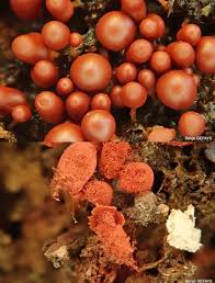 Attēlu rezultāti vaicājumam “Arcyria incarnata spores”