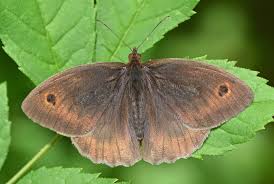 Attēlu rezultāti vaicājumam “Maniola jurtina male”