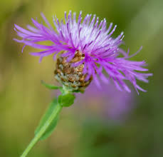 Attēlu rezultāti vaicājumam “Centaurea jacea flower”