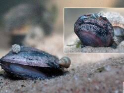 Attēlu rezultāti vaicājumam “Macoma baltica”