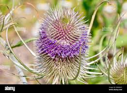 Attēlu rezultāti vaicājumam “Dipsacus fullonum flower”