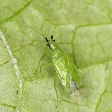 Attēlu rezultāti vaicājumam “Licea pygmaea macro”