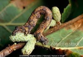 Attēlu rezultāti vaicājumam “Odontopera bidentata”