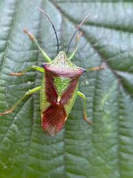 Attēlu rezultāti vaicājumam “Acanthosoma haemorrhoidale”