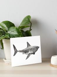 Image result for Lamna ditropis