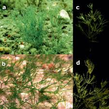 Attēlu rezultāti vaicājumam “Nitella flexilis”