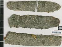 Attēlu rezultāti vaicājumam “Pertusaria flavida”