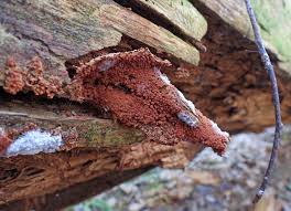 Attēlu rezultāti vaicājumam “Cribraria rubiginosa”