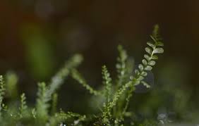 Attēlu rezultāti vaicājumam “Plagiochila porelloides sporophyte”