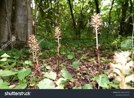 Attēlu rezultāti vaicājumam “Neottia nidus-avis fruit”