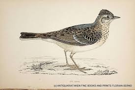 Attēlu rezultāti vaicājumam “Alauda arvensis”