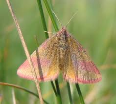 Attēlu rezultāti vaicājumam “Lythria cruentaria”