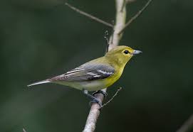 Image result for Vireo flavifrons