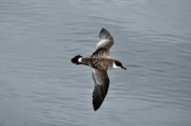 Image result for Puffinus gravis