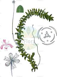 Attēlu rezultāti vaicājumam “Hydrocharitaceae”