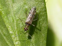 Attēlu rezultāti vaicājumam “Dicyphus sp.”