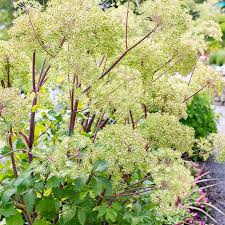 Attēlu rezultāti vaicājumam “Angelica archangelica leaf”