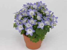 Image result for Campanula isophylla