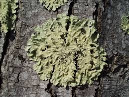 Attēlu rezultāti vaicājumam “Flavoparmelia caperata”