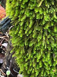 Attēlu rezultāti vaicājumam “Anomodon”