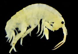 Attēlu rezultāti vaicājumam “Amphipoda”
