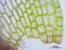 Attēlu rezultāti vaicājumam “Bryum caespiticium”