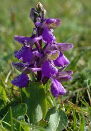 Attēlu rezultāti vaicājumam “Orchis morio”