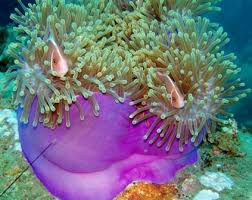 Image result for Anemonenarten