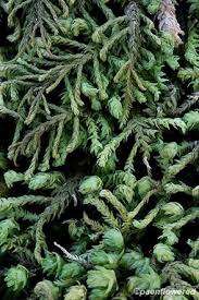 Attēlu rezultāti vaicājumam “Anomodon attenuatus sporophyte”