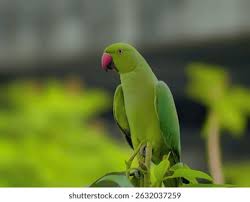 Image result for Psittacula krameri