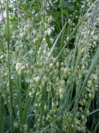 Attēlu rezultāti vaicājumam “Briza media flower”