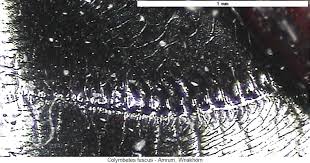 Attēlu rezultāti vaicājumam “Colymbetes striatus”