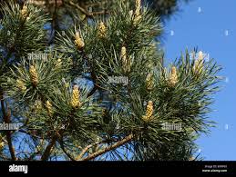 Attēlu rezultāti vaicājumam “Pinus sylvestris var. borussica”