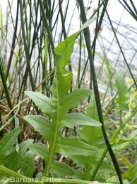 Attēlu rezultāti vaicājumam “Rorippa palustris leaf”