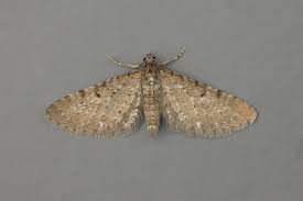 Attēlu rezultāti vaicājumam “Eupithecia satyrata”