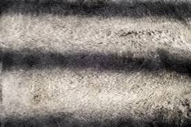 Image result for white rabbit skin texture