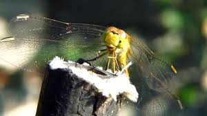 Attēlu rezultāti vaicājumam “Sympetrum sanguineum female”