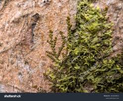 Attēlu rezultāti vaicājumam “Radula complanata”