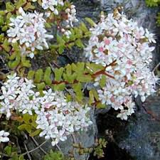 Attēlu rezultāti vaicājumam “Sedum album”