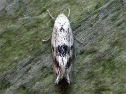 Attēlu rezultāti vaicājumam “Elachista maculicerusella”