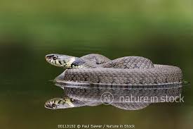 Attēlu rezultāti vaicājumam “Natrix natrix adult”