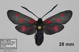 Attēlu rezultāti vaicājumam “Zygaena viciae”