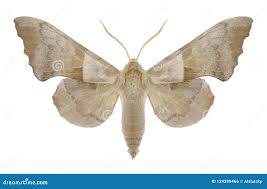 Attēlu rezultāti vaicājumam “Laothoe amurensis”