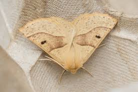 Attēlu rezultāti vaicājumam “Crocallis elinguaria imago”