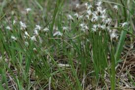 Attēlu rezultāti vaicājumam “Trichophorum alpinum fruit”