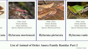 Attēlu rezultāti vaicājumam “Ranidae”