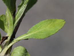 Attēlu rezultāti vaicājumam “Inula britannica leaf”